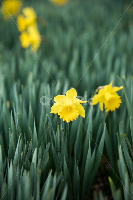 수선화,꽃,식물,자연,flower,plant,식물,자연,plants,nature,꽃,flower