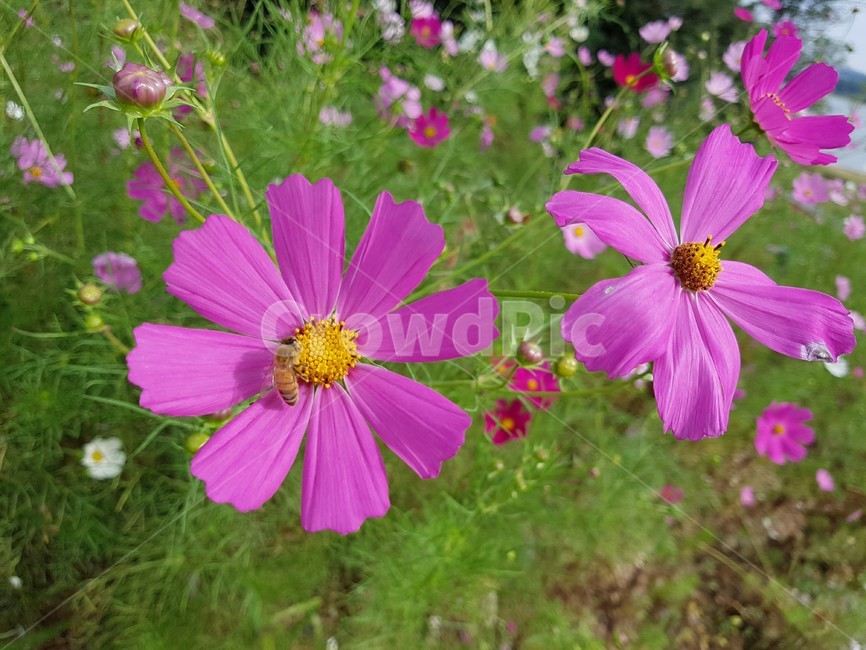 벌,bee,꿀벌,꽃,분홍색,flower,blossom,식물,자연,plants,nature,꽃,flower