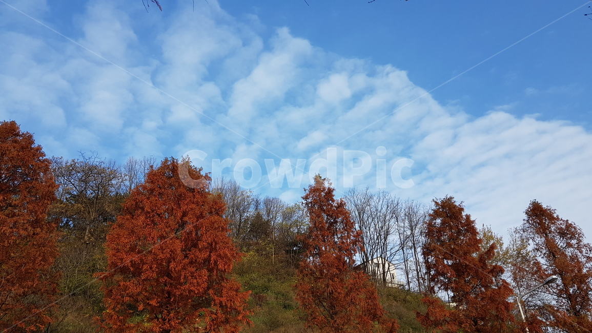 가을하늘,가을풍경,구름,가을,하늘,가을,계절,fall,autumn,season,tree,나무,plant,식물