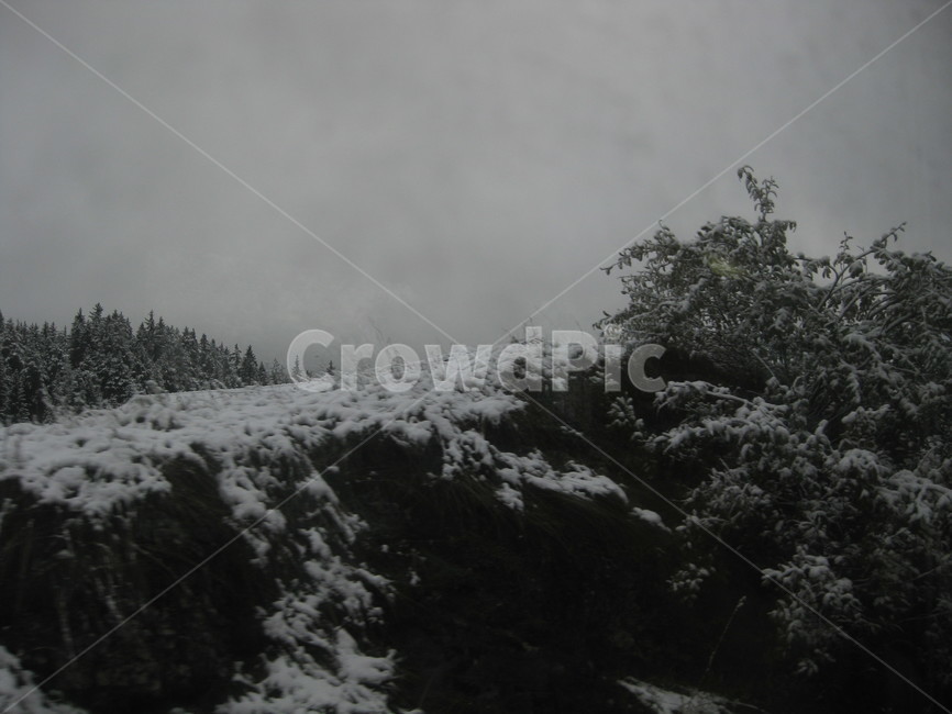 차창,겨울,nature,자연,outdoors,옥외,plant,식물,tree,나무,눈,snow