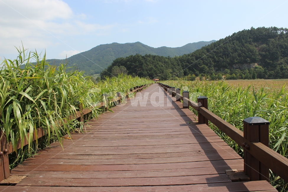 가을,자연,순천만,생태공원,산책로,고독,가을풍경,쓸쓸함,천고마비