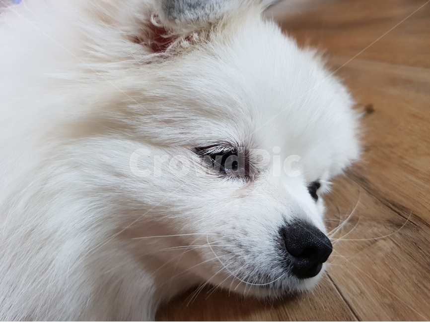 반려견,애완견,개,강아지,애완동물,포메라니안,포메,얼굴,강아지눈,동물,animal,포유류,mammal,개,강아지,dog,doggy