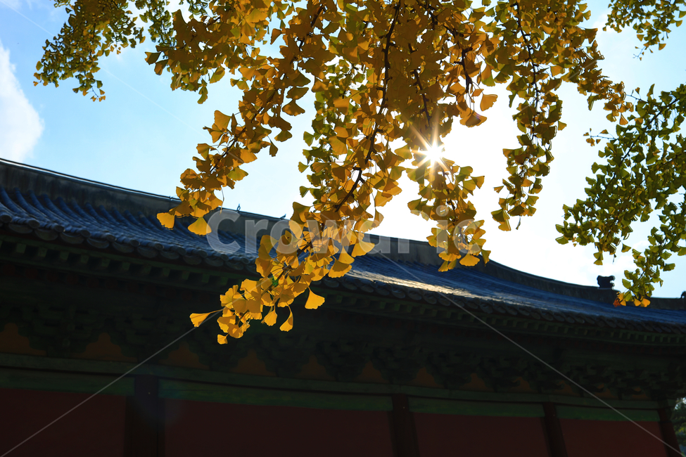 가을,단풍,한옥,대성전,성균관,은행,하늘,빛갈라짐,가을,계절,fall,autumn,season,한국전통,한국문화,korean traditional,korean culture,건축물,건물외관,exterior,building,structure,architecture,construction,leaf,잎,plant,식물