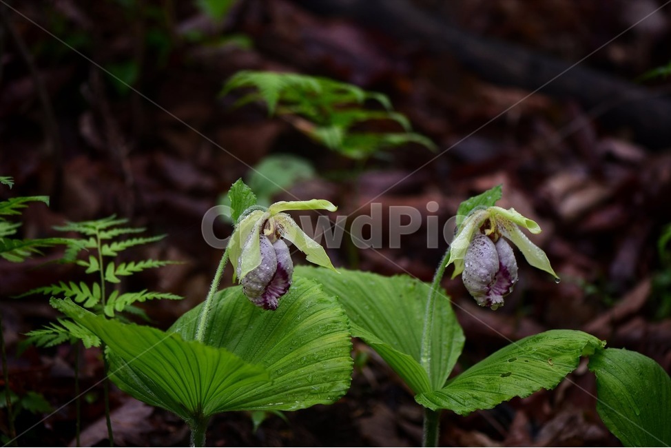 광릉요강꽃,멸종위기,난초과,복주머니란속,야생화,1급,희귀,봄,꽃,plant,wild,flower,자연,생태,식생,풀꽃,식물,식물,자연,plants,nature,꽃,flower
