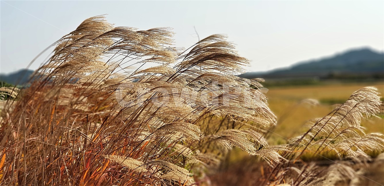 가을,억새,자연,하늘,풍경,감성,nature,fall,한국자연풍경,식물,들판,가을들판,autumn,sky,가을,계절,fall,autumn,season,식물,자연,plants,nature,plant,grass,잔디,lawn,reed,갈대
