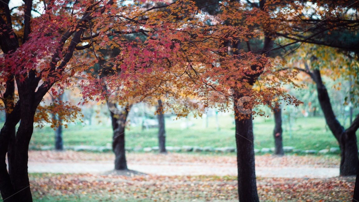 가을,단풍,풍경,tree,나무,plant,낙엽,maple,자연,nature