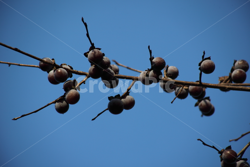 고욤나무,고욤,감나무과,열매,dateplum