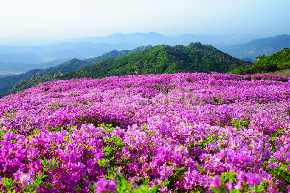 황매산,경남관광,합천군,산청군,철쭉제,봄,분홍물결,산상화원,일출,자연,풍경,nature,landscape,plant,식물