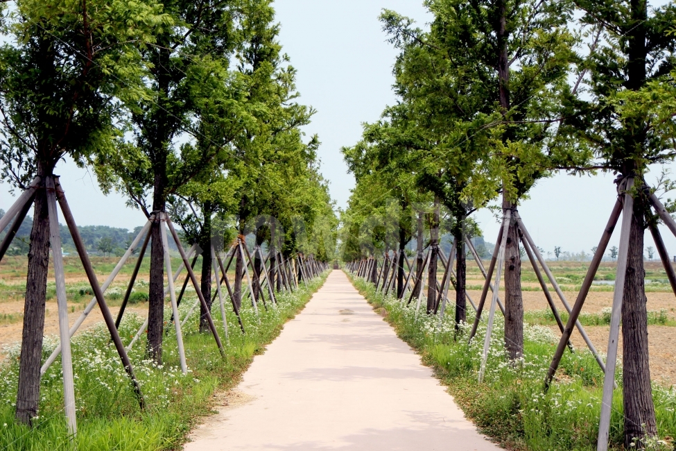 강릉,여행,풍경,여름,길,자연,풍경,nature,landscape,outdoors,옥외