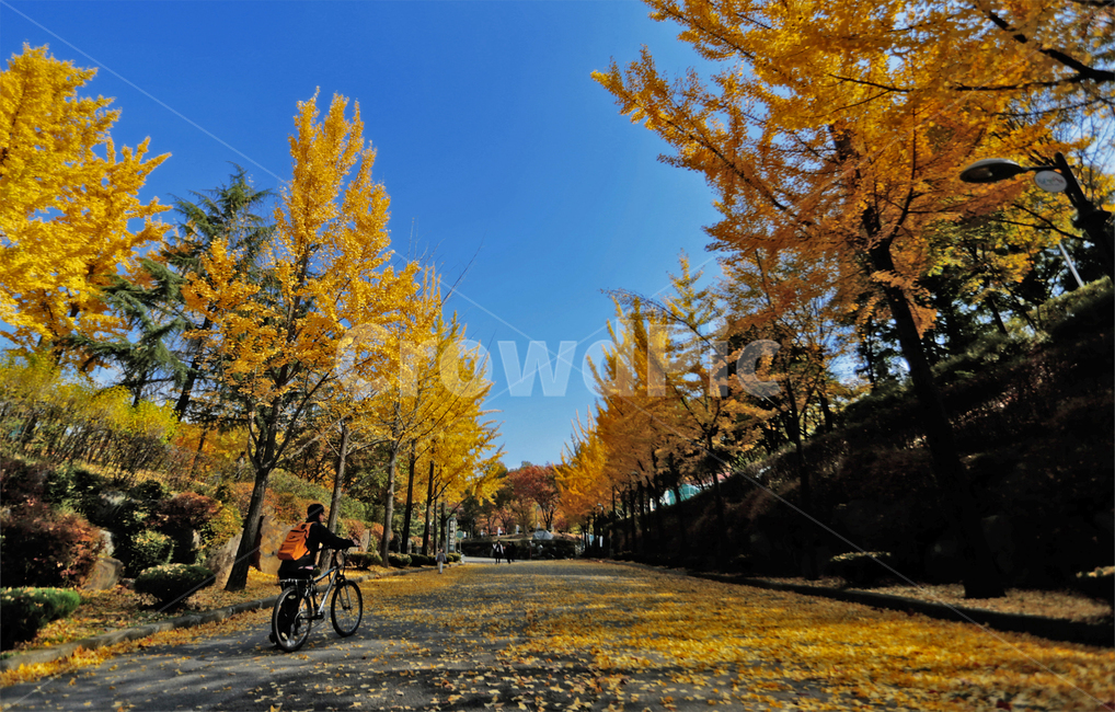 은행나무,자전거,은행잎,가을,낙옆,가을,계절,fall,autumn,season