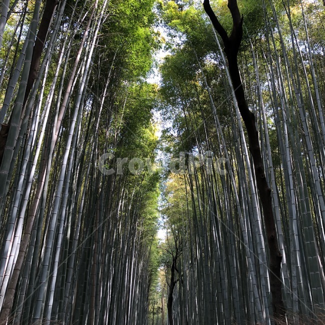 대나무숲,숲,대나무,나무,잎,풀,자연,풍경,nature,landscape,plant,식물