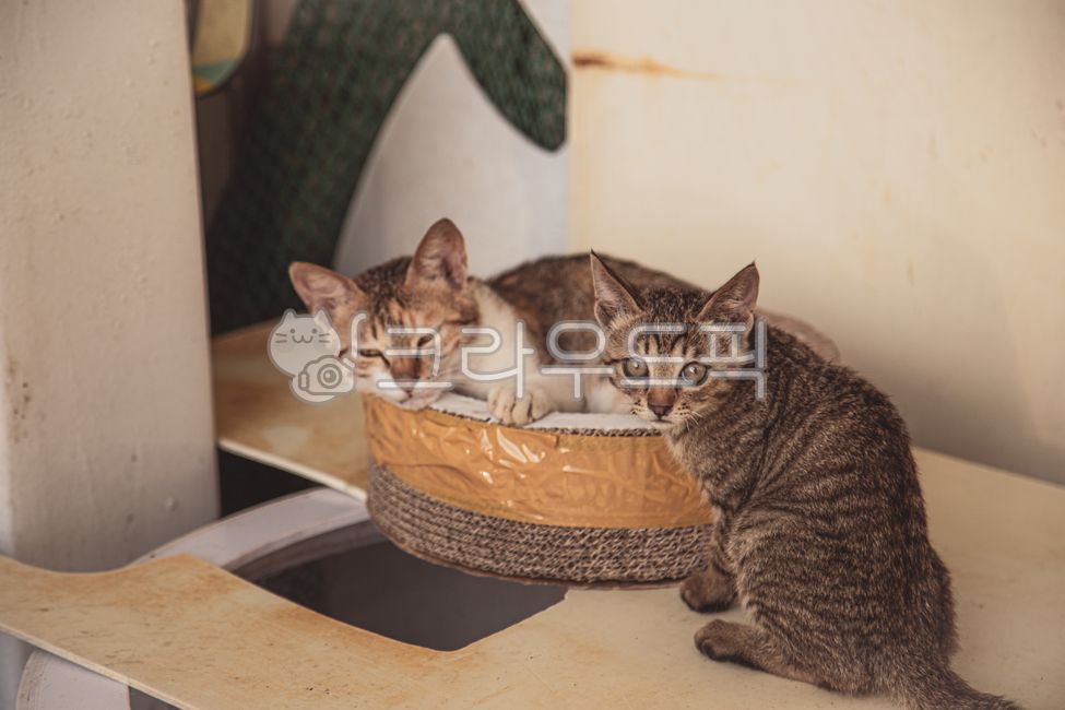 고양이,길고양이,cat,동물,animal,alleycat