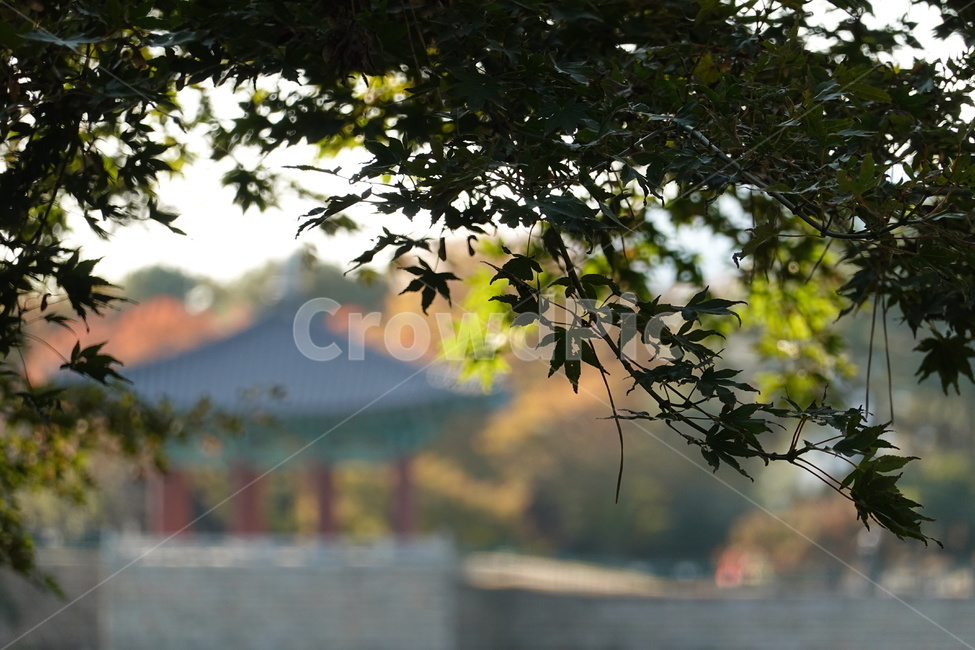 월지,호수,동궁,단풍,기와,가을,계절,fall,autumn,season,식물,자연,plants,nature,leaf,잎,plant,tree,나무