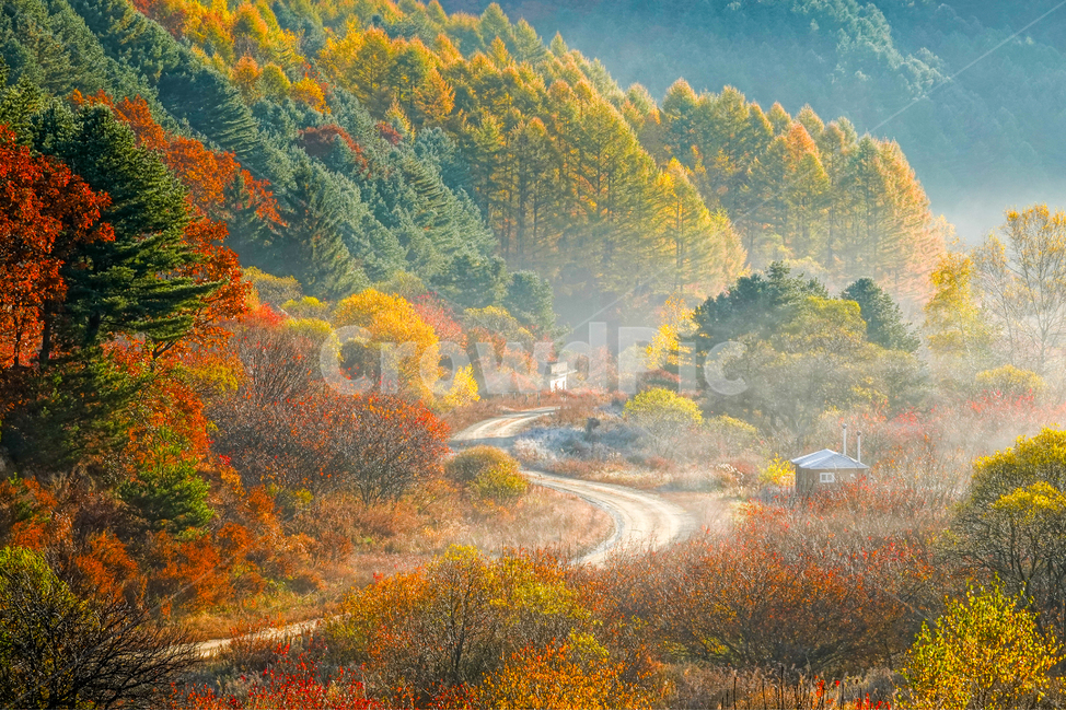 자연,nature,경치,옥외,풍경,나무,tree,plant,식물,단풍,가을,숲,안개,일출