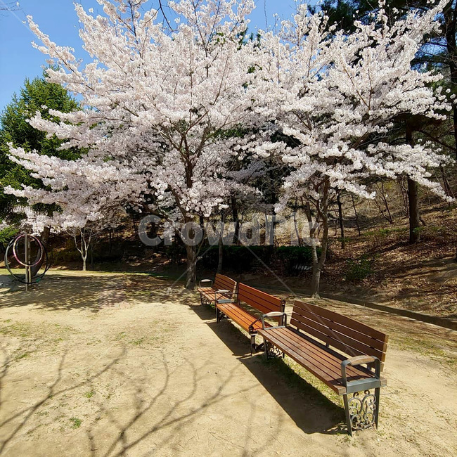 봄벚꽃나무blossomspring,벤치,식물,나무,벚꽃