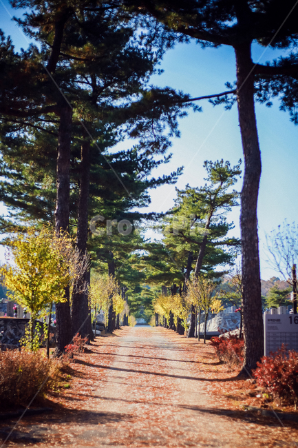 단풍,감성,산책길,길,가로수길,그림자,가을,가을,계절,fall,autumn,season,tree,나무,plant,식물,tree trunk,나무 줄기