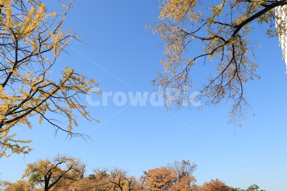 가을,낙엽,autumn,fall,leaves,fallenleaves,가을,계절,fall,autumn,season,자연,풍경,nature,landscape,tree,나무,plant,식물,tree trunk,나무 줄기