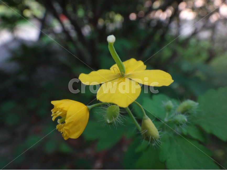 청계산,자연,nature,민들레,호박꽃,힐링,포근함,여름,식물,자연,plants,nature,꽃,flower