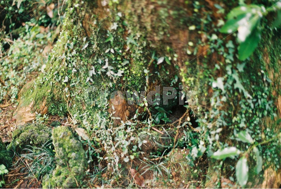 이끼,자연,나무,제주도,힐링,식물,자연,plants,nature,감성,sensible,feeling