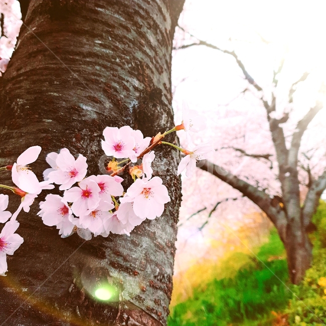 봄,벚꽃,꽃,사랑,분홍,아름다움,자연,경관,관찰,나무,핑크