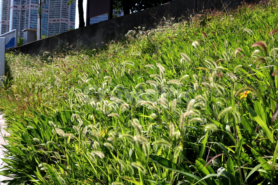 강아지풀,풀,잡초,들풀,자연,풍경,식물,자연,plants,nature
