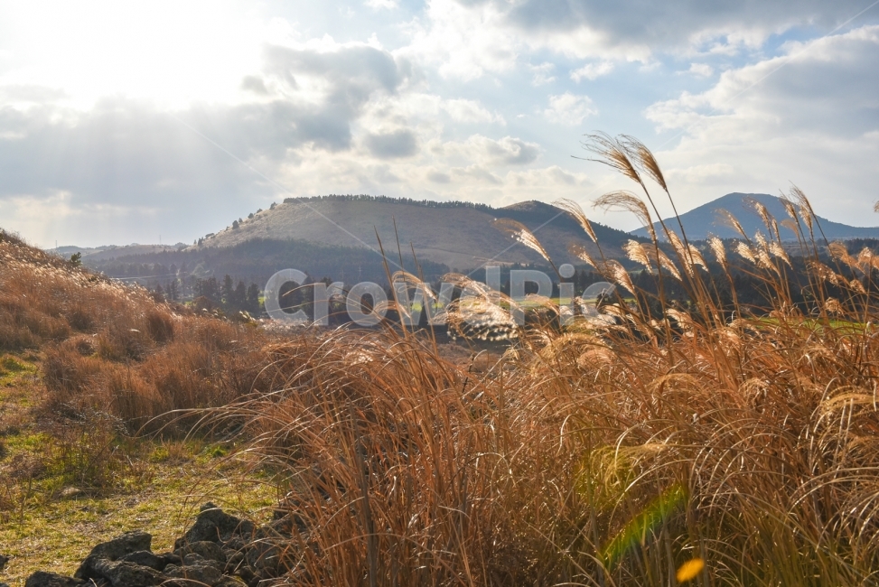제주도,제주도풍경,오름,올레길,용눈이오름,김영갑,두모악,자연,풍경,nature,landscape,한국자연풍경,한국자연경관,korea nature landscape,제주도,jeju,jeju island,plant,식물,grass,잔디