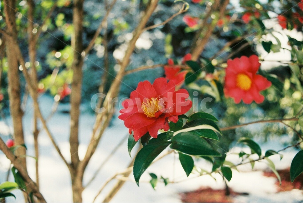 plant,식물,flower,꽃,필름사진,필름,동백꽃,겨울제주,제주,제주도,겨울,계절,winter,season,식물,자연,plants,nature,꽃,flower