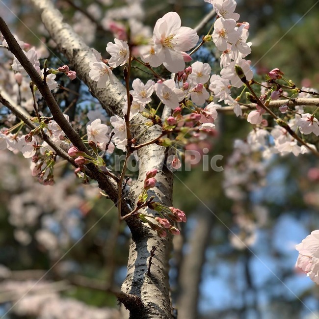 꽃,핑크,나무,봄,자연,꽃봉우리