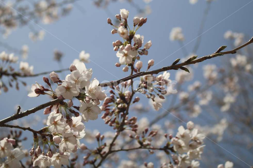 blossom,flower,꽃,벚꽃,봄꽃,spring,봄,plant,식물,tree,나무,treetrunk,나무줄기,나뭇가지,하늘,sky