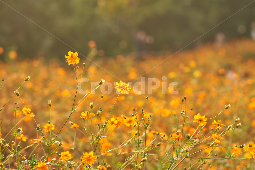 코스모스,노란코스모스,꽃,들,flower,가을,계절,fall,autumn,season,식물,자연,plants,nature,꽃,flower,grassland,목초지,field,outdoors,옥외,rural,농촌,farm,농장,meadow