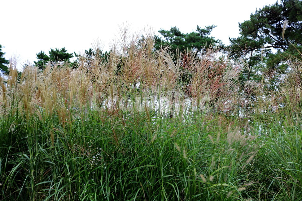 억새,풀,억새풀,식물,자연,들풀,두영,가을,식물,자연,plants,nature