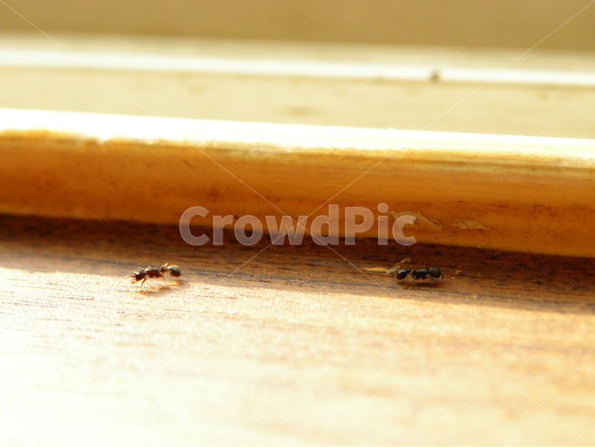 개미,햇빛,창틀,따뜻함,페로몬,warm,windowsill,sunlight,ant,pheromone,동물,animal,곤충,벌레,insect,bug