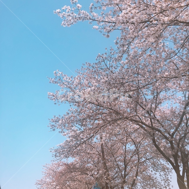 벚꽃,하늘,봄,벚꽃나무,자연,감성,갬성,사진작가,포토그래퍼,연인,나무