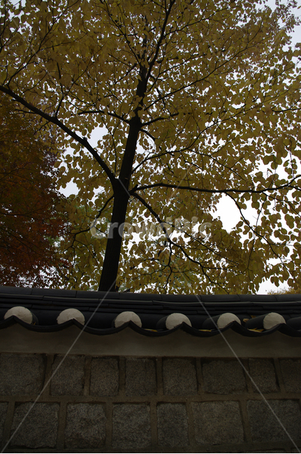 창덕궁,고궁,건축,전통건축,traditional,전통,기와지붕,담장,가을,fall,나무,식물,plant,단풍,잎,낙엽,가을,계절,fall,autumn,season
