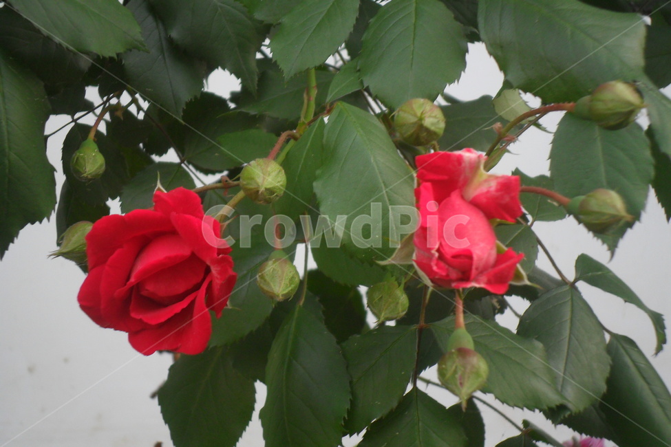 장미,꽃,봄,5월,rose,flower,식물,나무,식물,자연,plants,nature,꽃,flower
