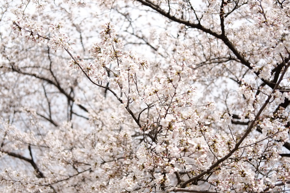 봄,벚꽃,꽃,안산,안산둘레길,서대문구,하늘,나무,cherry,cherryblossom,산책,flower,sky,pink,분홍,분홍색,만개,blossom,따뜻함,warm,자연,nature,꽃송이,봄,계절,spring,season,식물,자연,plants,nature,꽃,flower,plant