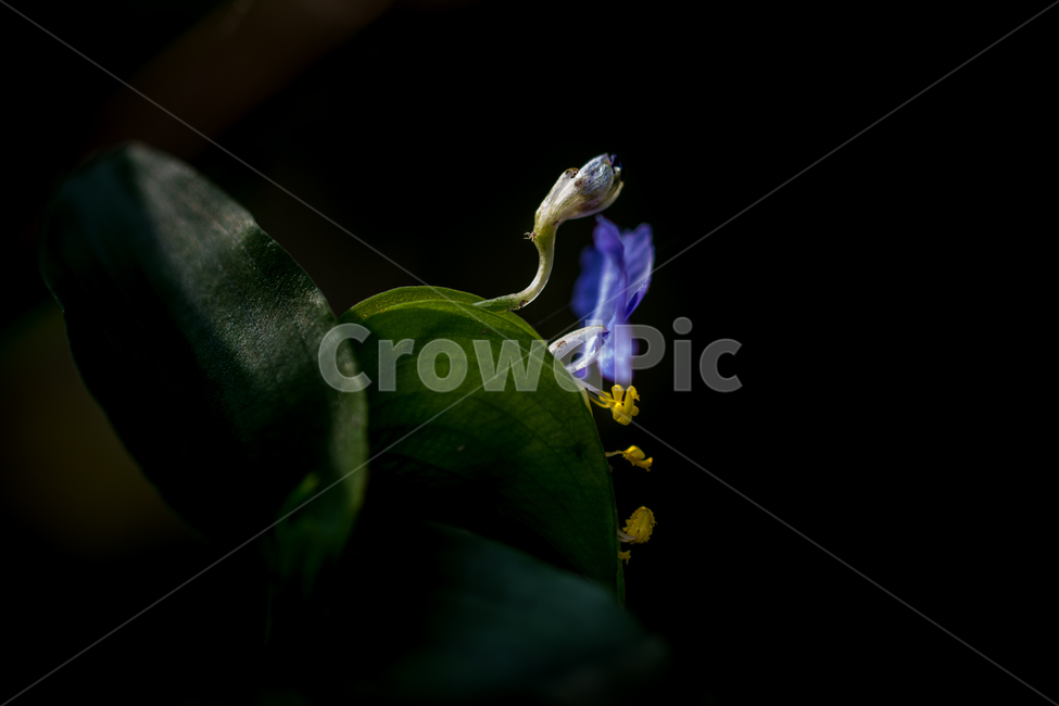 자연,풍경,식물,꽃,닭의장풀,nature,landscpe,plant,flower,dayflower,식물,자연,plants,nature,꽃,flower