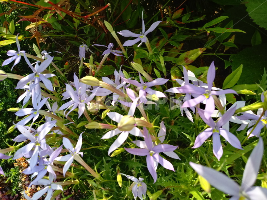이소토마,isotoma,초롱꽃과,별꽃도라지,식물,꽃,식물,자연,plants,nature,꽃,flower