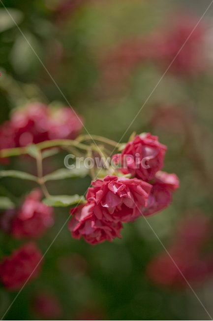 식물,장미,꽃,rose,flower,red,자연,식물,자연,plants,nature,꽃,flower