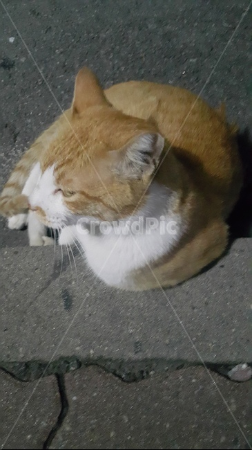 동물,길고양이,길냥이,고양이,포유류,cat,streetcat,animal,무심