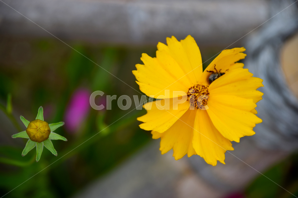 꽃,예쁜,색갈,색감,꽃들,빛감,노란색,식물,자연,plants,nature,꽃,flower,동물,animal,곤충,벌레,insect,bug