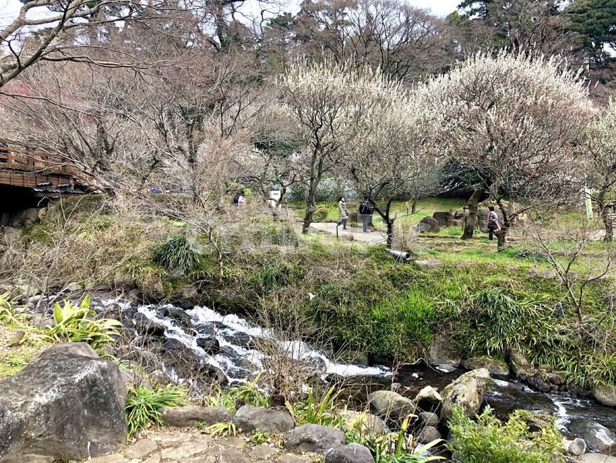 벚꽃,공원,공원풍경,벚꽃놀이,자연풍경,매화공원,매화,plum,벚꽃공원,plant,식물,자연,풍경,nature,landscape