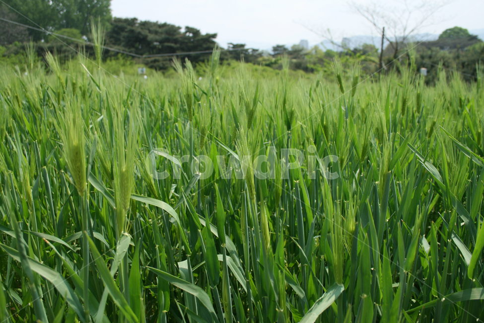 보리밭,보리,청보리,공원,하늘,초록,식물,자연,plants,nature