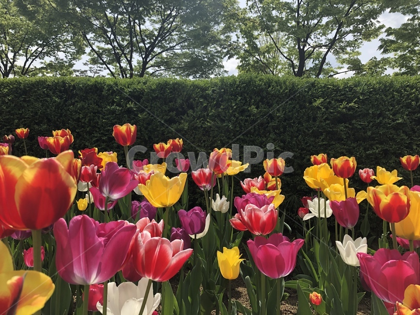 자연,꽃,튤립,튤립밭,꽃밭
