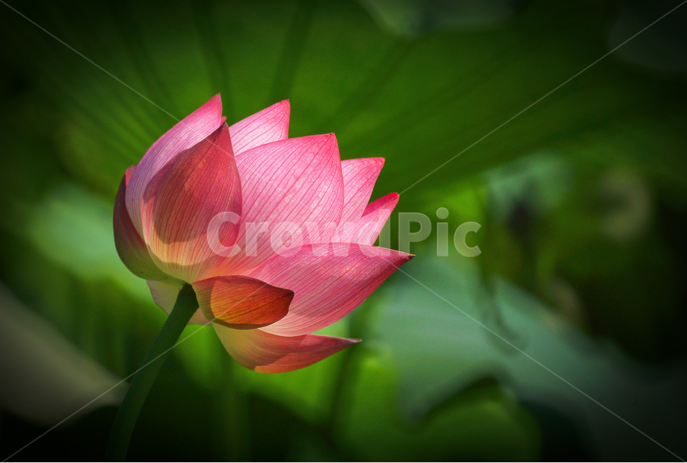 관곡지,연꽃,꽃,연못,분홍,식물,자연,plants,nature,꽃,flower