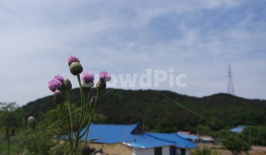 시골,꽃,봄,여름,길가의꽃,예쁜꽃,일상,자유,편안함,식물,자연,plants,nature,꽃,flower