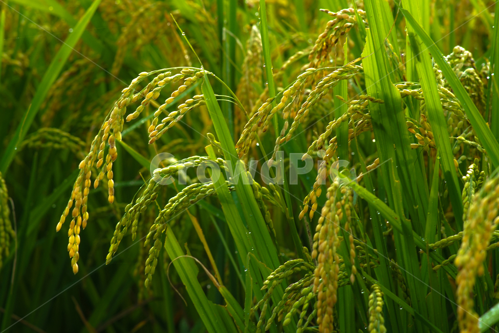 벼,논,벼이삭,쌀,농사,산업,industry,industrial,농업,농사,agriculture,farming,farming industry