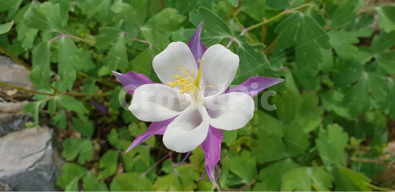 꽃,식물,식물원,보라꽃,꽃수술,식물,자연,plants,nature,꽃,flower