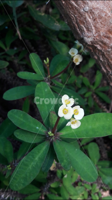 꽃,봄,안산,공원,아름다움,식물,자연,plants,nature,꽃,flower