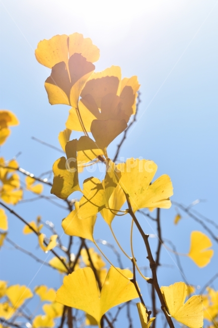 가을,노랑,은행,나무,자연,가을,계절,fall,autumn,season,식물,자연,plants,nature,plant,leaf,잎